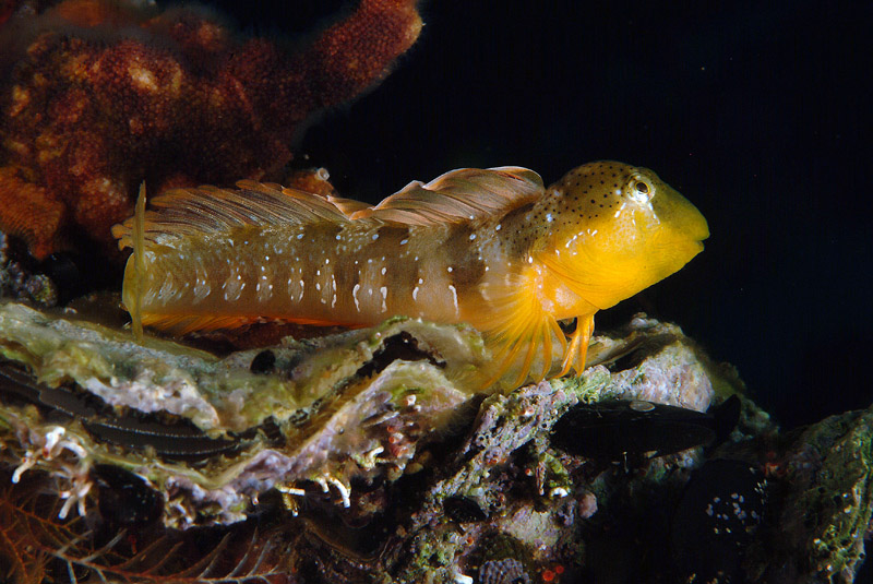 Microlipophrys dalmatinus dal Mar Piccolo (Taranto)